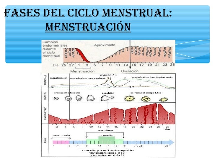 El ciclo menstrual El ciclo menstrual