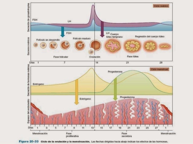 Fase lútea del ciclo menstrual