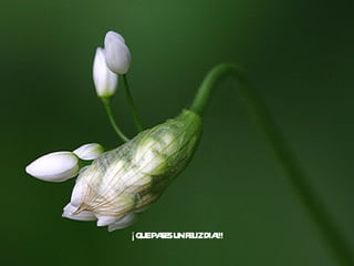 ¡ QUE PASES UN FELIZ DIA!!! 