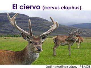 El ciervo  (cervus elaphus). Judith Martínez López 1º BACB 
