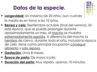 Datos de la especie. Longevidad:  Un máximo de 20 años, aun cuando  la media es en torno a los 10 años. Berrea y celo :  Septiembre-octubre (final del verano). En esta época, que se puede prolongar durante aproximadamente un mes, el  macho  se muestra  extremadamente egoísta . A diferencia del macho la  hembra  de ciervo, durante todo el año, incluida la época de celo, tiene como principal ocupación  conseguir alimento  y  solo reposa . Gestación :  Unos 8 meses. Época de parto:   De mayo a julio. Duración del parto:  Muy rápido, apenas 10 minutos. 