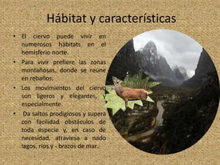 Hábitat y características
• El ciervo puede vivir en
numerosos hábitats en el
hemisferio norte.
• Para vivir prefiere las zonas
montañosas, donde se reúne
en rebaños.
• Los movimientos del ciervo
son ligeros y elegantes, y
especialmente.
• Da saltos prodigiosos y supera
con facilidad obstáculos de
toda especie y, en caso de
necesidad, atraviesa a nado
lagos, ríos y - brazos de mar..
 