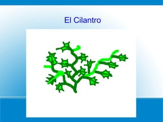 El Cilantro
 