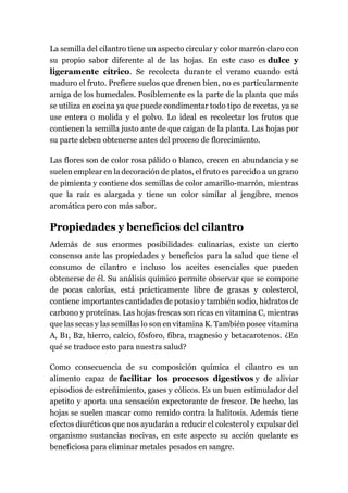 La semilla del cilantro tiene un aspecto circular y color marrón claro con
su propio sabor diferente al de las hojas. En este caso es dulce y
ligeramente cítrico. Se recolecta durante el verano cuando está
maduro el fruto. Prefiere suelos que drenen bien, no es particularmente
amiga de los humedales. Posiblemente es la parte de la planta que más
se utiliza en cocina ya que puede condimentar todo tipo de recetas, ya se
use entera o molida y el polvo. Lo ideal es recolectar los frutos que
contienen la semilla justo ante de que caigan de la planta. Las hojas por
su parte deben obtenerse antes del proceso de florecimiento.
Las flores son de color rosa pálido o blanco, crecen en abundancia y se
suelen emplear en la decoración de platos, el fruto es parecido a un grano
de pimienta y contiene dos semillas de color amarillo-marrón, mientras
que la raíz es alargada y tiene un color similar al jengibre, menos
aromática pero con más sabor.
Propiedades y beneficios del cilantro
Además de sus enormes posibilidades culinarias, existe un cierto
consenso ante las propiedades y beneficios para la salud que tiene el
consumo de cilantro e incluso los aceites esenciales que pueden
obtenerse de él. Su análisis químico permite observar que se compone
de pocas calorías, está prácticamente libre de grasas y colesterol,
contiene importantes cantidades de potasio y también sodio, hidratos de
carbono y proteínas. Las hojas frescas son ricas en vitamina C, mientras
que las secas y las semillas lo son en vitamina K. También posee vitamina
A, B1, B2, hierro, calcio, fósforo, fibra, magnesio y betacarotenos. ¿En
qué se traduce esto para nuestra salud?
Como consecuencia de su composición química el cilantro es un
alimento capaz de facilitar los procesos digestivos y de aliviar
episodios de estreñimiento, gases y cólicos. Es un buen estimulador del
apetito y aporta una sensación expectorante de frescor. De hecho, las
hojas se suelen mascar como remido contra la halitosis. Además tiene
efectos diuréticos que nos ayudarán a reducir el colesterol y expulsar del
organismo sustancias nocivas, en este aspecto su acción quelante es
beneficiosa para eliminar metales pesados en sangre.
 