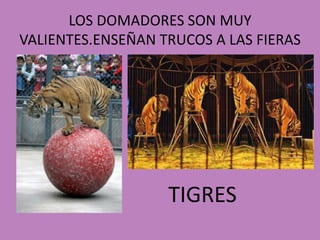 LOS DOMADORES SON MUY VALIENTES.ENSEÑAN TRUCOS A LAS FIERASTIGRES