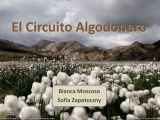 El Circuito Algodonero



       Bianca Moscoso
       Sofía Zapotoczny
 