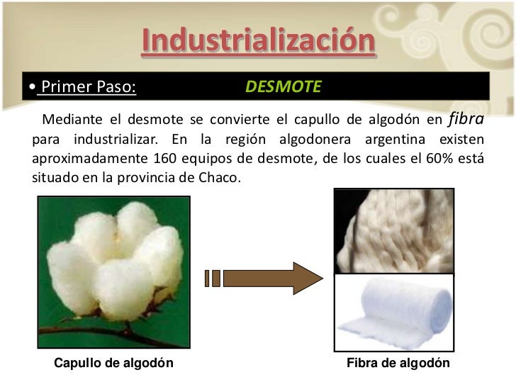 El circuito algodonero El circuito algodonero