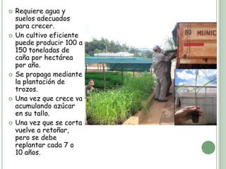    Requiere agua y
    suelos adecuados
    para crecer.
   Un cultivo eficiente
    puede producir 100 a
    150 toneladas de
    caña por hectárea
    por año.
   Se propaga mediante
    la plantación de
    trozos.
   Una vez que crece va
    acumulando azúcar
    en su tallo.
   Una vez que se corta
    vuelve a retoñar,
    pero se debe
    replantar cada 7 o
    10 años.
 