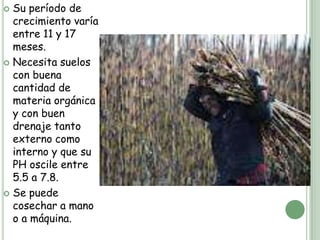  Su período de
  crecimiento varía
  entre 11 y 17
  meses.
 Necesita suelos
  con buena
  cantidad de
  materia orgánica
  y con buen
  drenaje tanto
  externo como
  interno y que su
  PH oscile entre
  5.5 a 7.8.
 Se puede
  cosechar a mano
  o a máquina.
 