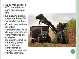    Se cortan aprox. 5
    a 7 toneladas de
    caña quemada por
    día.
   La máquina puede
    cosechar hasta 30
    toneladas por hora.
   Cuando predominan
    las altas
    temperaturas, la se
    da la producción de
    carbohidratos de
    alto peso
    molecular, como la
    celulosa y otras
    materias que
    constituyen el
    follaje y el soporte
    fibroso del tallo.
 