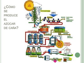 ¿CÓMO
SE
PRODUCE
EL
AZÚCAR
DE CAÑA?
 