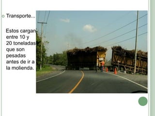   Transporte...

    Estos cargan
    entre 10 y
    20 toneladas
    que son
    pesadas
    antes de ir a
    la molienda.
 