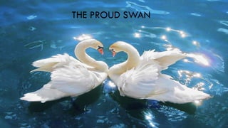 THE PROUD SWAN
 