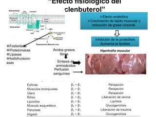 “Efecto fisiológico del
clenbuterol”
Efecto anabólico
Crecimiento de tejido muscular y
reducción de grasa corporal.
Inhibición de la proteólisis
Aumenta la lipolisis
Hipertrofia muscular
Fosforilasa
Proteicinasas
Lipasas
fosfofructocin
asas
Ácidos grasos
libres
Síntesis de
aminoácidos
Perfusión
sanguínea
 