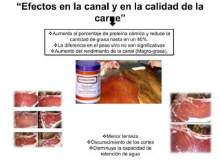“Efectos en la canal y en la calidad de la
carne”
Aumenta el porcentaje de proteína cárnica y reduce la
cantidad de grasa hasta en un 40%.
La diferencia en el peso vivo no son significativas
Aumento del rendimiento de la canal (Magro-grasa).
Menor terneza
Oscurecimiento de los cortes
Disminuye la capacidad de
retención de agua
 