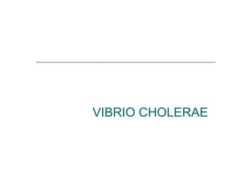VIBRIO CHOLERAE
 