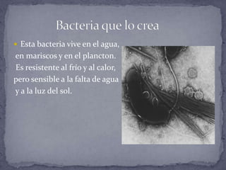               Bacteria que lo creaEsta bacteria vive en el agua, en mariscos y en el plancton. Es resistente al frío y al calor, pero sensible a la falta de agua y a la luz del sol.
