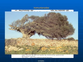 tramuntanades ventades 