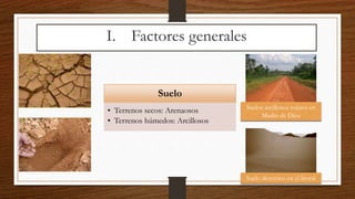 Suelo
• Terrenos secos: Arenaosos
• Terrenos húmedos: Arcillosos
Suelos arcillosos rojizos en
Madre de Dios
Suelo desértico en el litoral
I. Factores generales
 