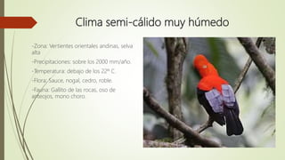 Clima semi-cálido muy húmedo
-Zona: Vertientes orientales andinas, selva
alta
-Precipitaciones: sobre los 2000 mm/año.
-Temperatura: debajo de los 22º C.
-Flora: Sauce, nogal, cedro, roble.
-Fauna: Gallito de las rocas, oso de
anteojos, mono choro.
 