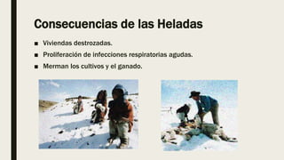 Consecuencias de las Heladas
■ Viviendas destrozadas.
■ Proliferación de infecciones respiratorias agudas.
■ Merman los cultivos y el ganado.
 