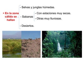  En la zona
cálida se
hallan
- Selvas y junglas húmedas.
- Sabanas
- Con estaciones muy secas.
- Otras muy lluviosas.
- Desiertos.
 