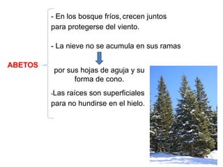 ABETOS
- En los bosque fríos, crecen juntos
para protegerse del viento.
- La nieve no se acumula en sus ramas
por sus hojas de aguja y su
forma de cono.
-Las raíces son superficiales
para no hundirse en el hielo.
 