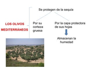 LOS OLIVOS
Se protegen de la sequía
Por su
corteza
gruesa
Por la capa protectora
de sus hojas
Almacenan la
humedad
MEDITERRÁNEOS
 