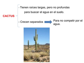 CACTUS
- Tienen raíces largas, pero no profundas
para buscar el agua en el suelo.
- Crecen separados Para no competir por el
agua.
 