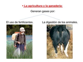  La agricultura y la ganadería:
Generan gases por:
El uso de fertilizantes. La digestión de los animales.
 
