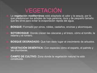 La vegetación mediterránea está adaptada al calor y la sequia, por lo
que predominan los arboles de hoja perenne, dura y de pequeño tamaño
que les sirve para evitar la evaporación rápida del agua.
 BOSQUE: Formado por pinos, robles, castaños, encinas y alcornoques.
 SOTOBOSQUE: Donde crecen las cáscaras y el brezo, cómo el tomillo, la
retama y el romero.
 BOSQUE DEGRADADO: Que han dado lugar al crecimiento de arbustos.
 VEGETACIÓN DESÉRTICA: Con especies cómo el esparto, el palmito y
las chumberas.
 CAMPO DE CULTIVO: Zona donde la vegetación natural ha sido
constituida.
 