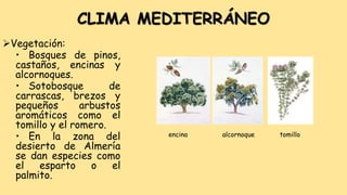 CLIMA MEDITERRÁNEO
Vegetación:
• Bosques de pinos,
castaños, encinas y
alcornoques.
• Sotobosque de
carrascas, brezos y
pequeños arbustos
aromáticos como el
tomillo y el romero.
• En la zona del
desierto de Almería
se dan especies como
el esparto o el
palmito.
encina alcornoque tomillo
 