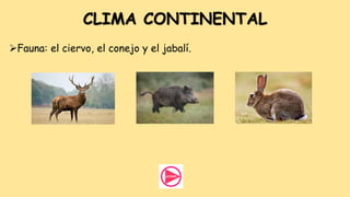 CLIMA CONTINENTAL
Fauna: el ciervo, el conejo y el jabalí.
 