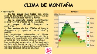 CLIMA DE MONTAÑA
Vegetación:
• En las zonas más bajas con clima
seco se encuentra encinas y pinos y en las
zonas más húmedas robles y hayas.
• En la montaña media encontramos
robles y otros árboles de hoja caduca.
• A mayor altitud, bosques de
coníferas.
• Por encima de los 2000m el bosque
desaparece y aparecen matorrales y
pastos.
Las vertientes orientadas al Norte
(umbrías) reciben menos energía del Sol y
tienen una vegetación más abundante con
árboles de hoja caduca como los robles.
Las vertientes orientadas al Sur (solanas)
reciben más horas de sol y la vegetación
es más escasa y menos densa con árboles
de hoja perenne como las encinas.
 