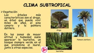 CLIMA SUBTROPICAL
Vegetación:
Los árboles más
característicos son el drago,
un árbol que puede vivir
miles de años, el pino
canario y la palmera
datilera.
En las zonas de mayor
altitud y humedad suele
aparecer la laurisilva, un
bosque siempre verde en el
que predomina el laurel,
junto a otras especies.
drago
Palmera datilera
laurisilva
 