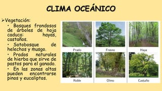 CLIMA OCEÁNICO
Vegetación:
• Bosques frondosos
de árboles de hoja
caduca: hayas,
castaños.
• Sotobosque de
helechos y musgo.
• Prados naturales
de hierba que sirve de
pastos para el ganado.
• En las zonas altas
pueden encontrarse
pinos y eucaliptos.
 