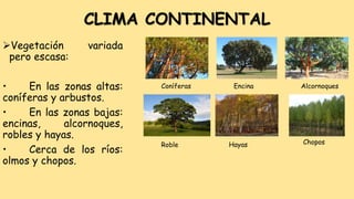 CLIMA CONTINENTAL
Vegetación variada
pero escasa:
• En las zonas altas:
coníferas y arbustos.
• En las zonas bajas:
encinas, alcornoques,
robles y hayas.
• Cerca de los ríos:
olmos y chopos.
Coníferas Encina Alcornoques
ChoposHayasRoble
 
