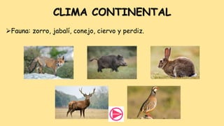 CLIMA CONTINENTAL
Fauna: zorro, jabalí, conejo, ciervo y perdiz.
 