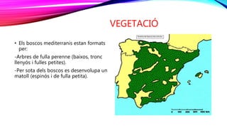 VEGETACIÓ
• Els boscos mediterranis estan formats
per:
-Arbres de fulla perenne (baixos, tronc
llenyós i fulles petites).
-Per sota dels boscos es desenvolupa un
matoll (espinós i de fulla petita).
 