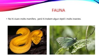 FAUNA
• No hi viuen molts mamífers, però hi trobem algun rèptil i molts insectes.
 