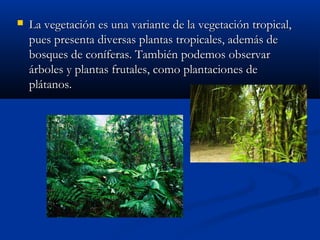 

La vegetación es una variante de la vegetación tropical,
pues presenta diversas plantas tropicales, además de
bosques de coníferas. También podemos observar
árboles y plantas frutales, como plantaciones de
plátanos.

 