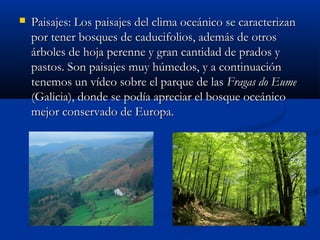 

Paisajes: Los paisajes del clima oceánico se caracterizan
por tener bosques de caducifolios, además de otros
árboles de hoja perenne y gran cantidad de prados y
pastos. Son paisajes muy húmedos, y a continuación
tenemos un vídeo sobre el parque de las Fragas do Eume
(Galicia), donde se podía apreciar el bosque oceánico
mejor conservado de Europa.

 
