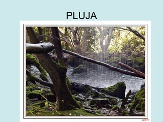 PLUJA
 