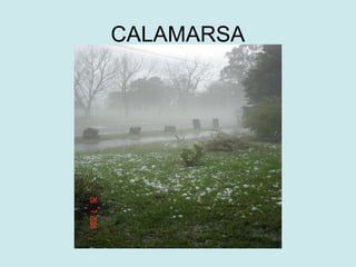 CALAMARSA
 