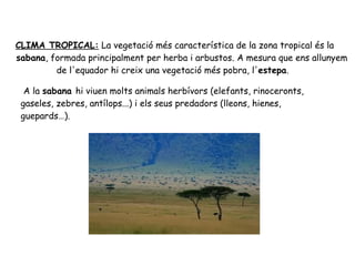 CLIMA TROPICAL: La vegetació més característica de la zona tropical és la
sabana, formada principalment per herba i arbustos. A mesura que ens allunyem
de l'equador hi creix una vegetació més pobra, l'estepa.
A la sabana hi viuen molts animals herbívors (elefants, rinoceronts,
gaseles, zebres, antílops...) i els seus predadors (lleons, hienes,
guepards…).

 