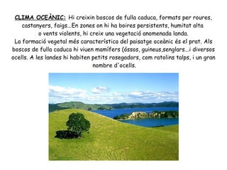 CLIMA OCEÀNIC: Hi creixin boscos de fulla caduca, formats per roures,
castanyers, faigs...En zones on hi ha boires persistents, humitat alta
o vents violents, hi creix una vegetació anomenada landa.
La formació vegetal més característica del paisatge oceànic és el prat. Als
boscos de fulla caduca hi viuen mamífers (óssos, guineus,senglars...i diversos
ocells. A les landes hi habiten petits rosegadors, com ratolins talps, i un gran
nombre d'ocells.

 
