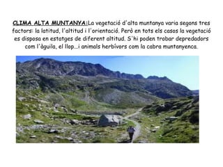 CLIMA ALTA MUNTANYA:La vegetació d'alta muntanya varia segons tres
factors: la latitud, l'altitud i l'orientació. Però en tots els casos la vegetació
es disposa en estatges de diferent altitud. S'hi poden trobar depredadors
com l'àguila, el llop...i animals herbívors com la cabra muntanyenca.

 