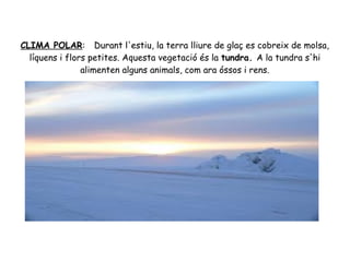 CLIMA POLAR: Durant l'estiu, la terra lliure de glaç es cobreix de molsa,
líquens i flors petites. Aquesta vegetació és la tundra. A la tundra s'hi
alimenten alguns animals, com ara óssos i rens.

 