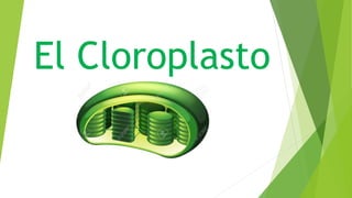 El Cloroplasto
 