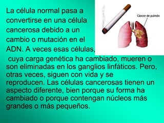 La célula normal pasa a
convertirse en una célula
cancerosa debido a un
cambio o mutación en el
ADN. A veces esas células,
 cuya carga genética ha cambiado, mueren o
son eliminadas en los ganglios linfáticos. Pero,
otras veces, siguen con vida y se
reproducen. Las células cancerosas tienen un
aspecto diferente, bien porque su forma ha
cambiado o porque contengan núcleos más
grandes o más pequeños.
 